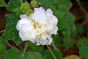 白色木芙蓉花