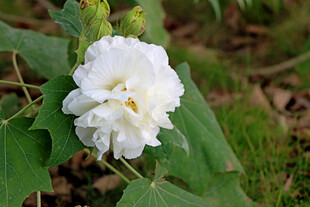 白色木芙蓉花