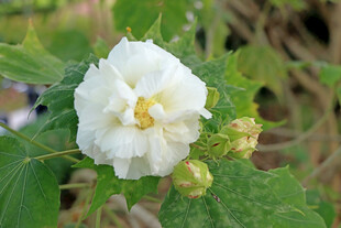 白色木芙蓉花