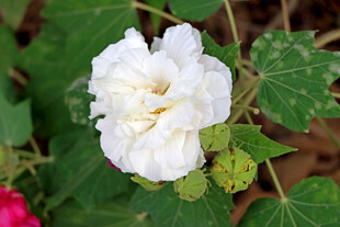 白色木芙蓉花