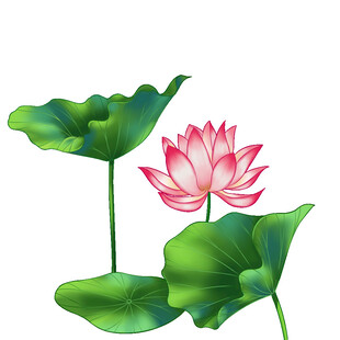 免扣荷花素材  