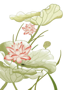 免扣荷花素材 