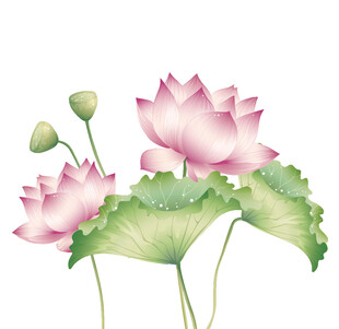 免扣荷花素材  