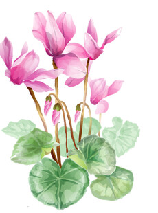 免扣荷花素材  