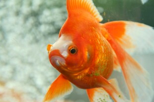 金鱼