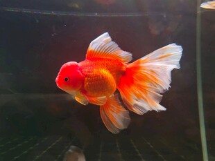 金鱼