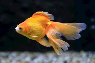金鱼