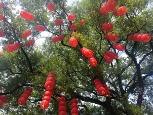 樟树