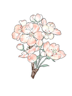 海棠