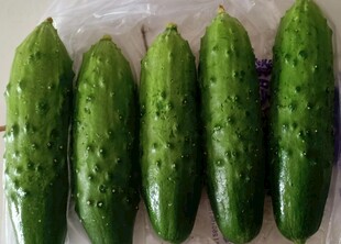 黄瓜