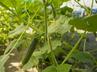 黄瓜