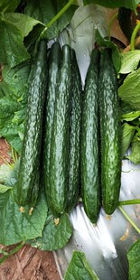 黄瓜