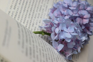 蓝色绣球花