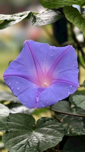 大牵牛花