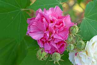粉色木芙蓉花