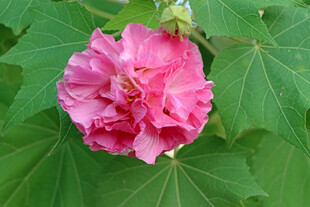 粉色木芙蓉花