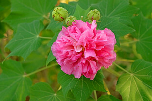 粉色木芙蓉花