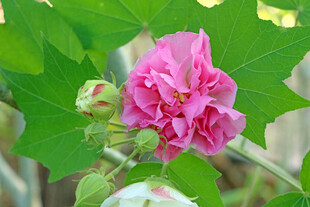粉色木芙蓉花