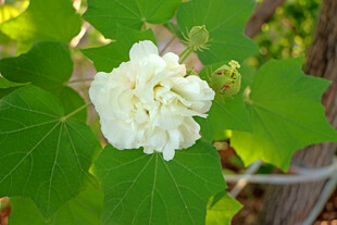 白色木芙蓉花