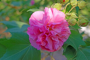 粉色木芙蓉花