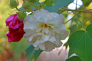 白色木芙蓉花