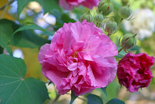 粉色木芙蓉花