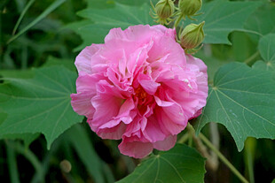 粉色木芙蓉花