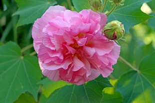 粉色木芙蓉花