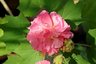 粉色木芙蓉花