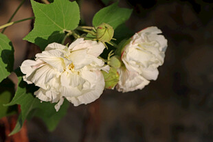 白色木芙蓉花