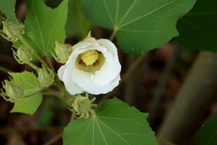 白色木芙蓉花