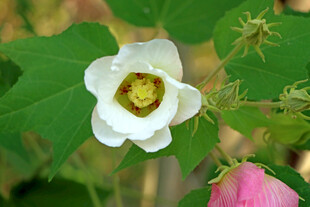 白色木芙蓉花