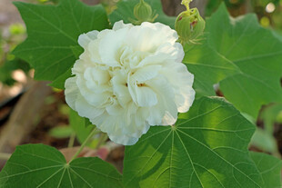 白色木芙蓉花