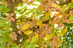 银杏果 