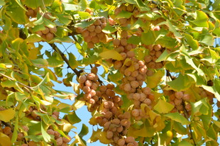 银杏果  
