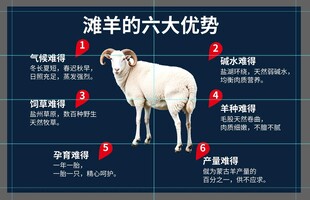 滩羊的六大优势