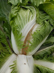 白菜
