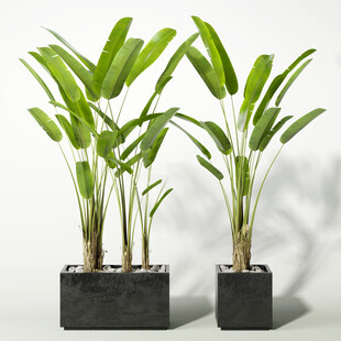 C4D模型 绿色植物