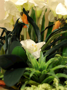 百合花鲜花