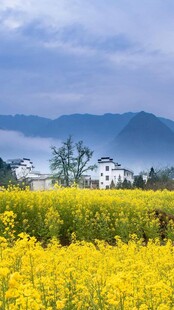 油菜  