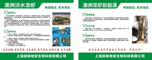 澳洲淡水龙虾