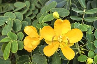 黄槐决明花 