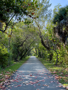 林中小路