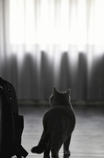 猫