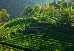 茶园