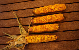 黄色干玉米棒