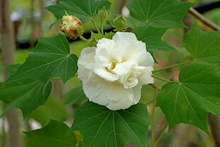 白色木芙蓉花 