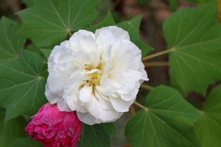 白色木芙蓉花