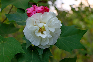 白色木芙蓉花