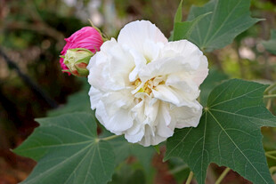 白色木芙蓉花